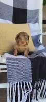 Lana, a female Miniature Dachshund for sale in Montgomery, IN – 6 of 7
