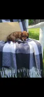 Danielle, a female Miniature Dachshund for sale in Montgomery, IN – 6 of 8