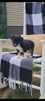 Kenny, a male Jack Russell Terrier and Rat Terrier for sale in Montgomery, IN – 6 of 7