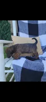 Darla , a female Rat Terrier and Labrador Retriever for sale in Montgomery, IN – 4 of 10
