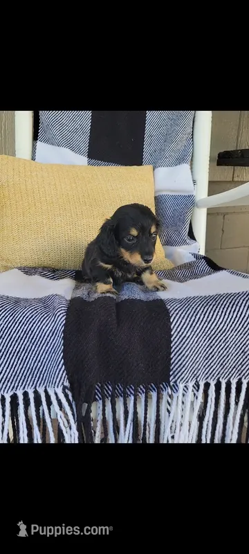Lance – Miniature Dachshund puppy for sale in Montgomery, IN