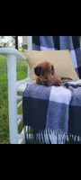 Daisy, a female Miniature Dachshund for sale in Montgomery, IN – 5 of 8