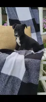 Kent, a male Jack Russell Terrier and Rat Terrier for sale in Montgomery, IN – 6 of 6