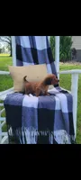 Daisy, a female Miniature Dachshund for sale in Montgomery, IN – 6 of 8