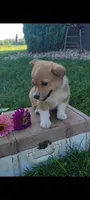 Ellie, a female Cardigan Welsh Corgi and Pembroke Welsh Corgi for sale in Montgomery, IN – 2 of 3