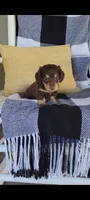 Luke , a male Miniature Dachshund for sale in Montgomery, IN – 8 of 9