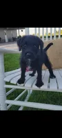 Adam, a male Jack Russell Terrier and Poodle - Miniature  for sale in Montgomery, IN – 2 of 2