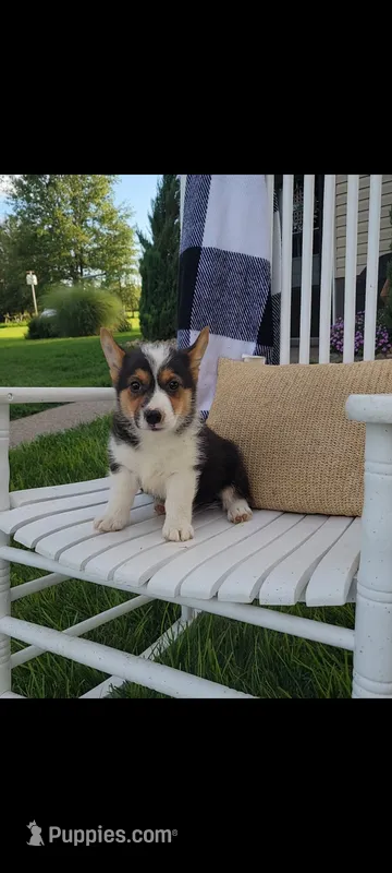 Eldon – Cardigan Welsh Corgi, Pembroke Welsh Corgi puppy for sale in Montgomery, IN