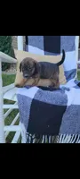 Darla , a female Rat Terrier and Labrador Retriever for sale in Montgomery, IN – 3 of 10