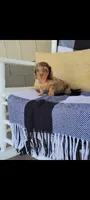Lana, a female Miniature Dachshund for sale in Montgomery, IN – 3 of 7