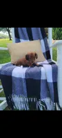 Daisy, a female Miniature Dachshund for sale in Montgomery, IN – 3 of 8
