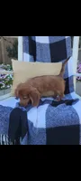Daisy, a female Miniature Dachshund for sale in Montgomery, IN – 2 of 8
