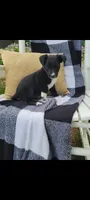 Kent, a male Jack Russell Terrier and Rat Terrier for sale in Montgomery, IN – 5 of 6
