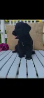Arlo, a male Jack Russell Terrier and Poodle - Miniature  for sale in Montgomery, IN – 2 of 3