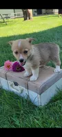 Ellie, a female Cardigan Welsh Corgi and Pembroke Welsh Corgi for sale in Montgomery, IN – 3 of 3