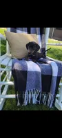 Dominic , a male Miniature Dachshund for sale in Montgomery, IN – 5 of 6