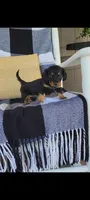 Lucy, a female Miniature Dachshund for sale in Montgomery, IN – 4 of 7