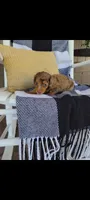 Lana, a female Miniature Dachshund for sale in Montgomery, IN – 4 of 7