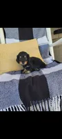 Lance, a male Miniature Dachshund for sale in Montgomery, IN – 5 of 6