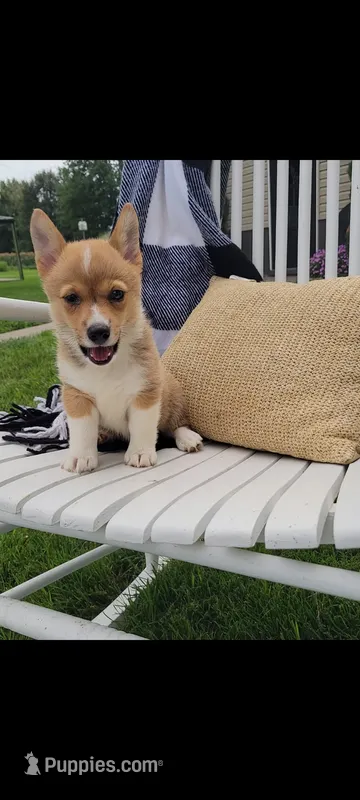 Ellie – Cardigan Welsh Corgi, Pembroke Welsh Corgi puppy for sale in Montgomery, IN