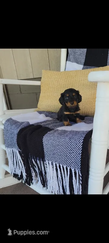Lucy – Miniature Dachshund puppy for sale in Montgomery, IN