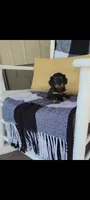 Lucy, a female Miniature Dachshund for sale in Montgomery, IN – 2 of 7