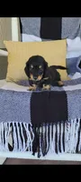 Lance, a male Miniature Dachshund for sale in Montgomery, IN – 6 of 6
