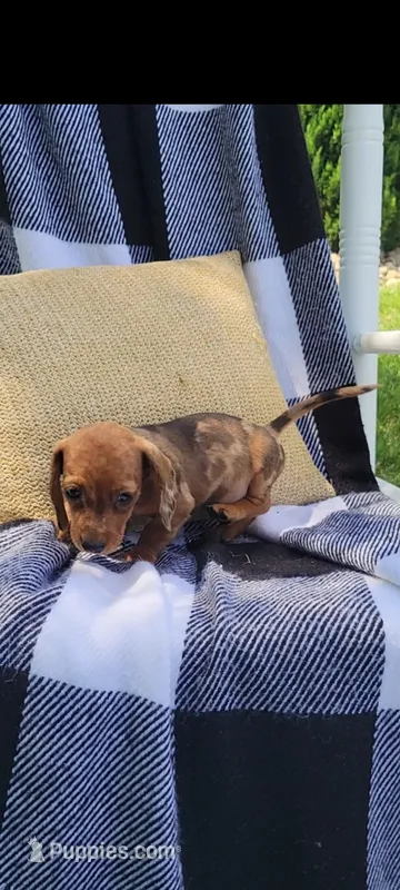 Danielle – Miniature Dachshund puppy for sale in Montgomery, IN