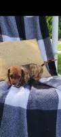 Danielle, a female Miniature Dachshund for sale in Montgomery, IN – 2 of 8