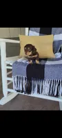 Luke , a male Miniature Dachshund for sale in Montgomery, IN – 7 of 9