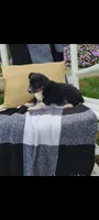 Kenny, a male Jack Russell Terrier and Rat Terrier for sale in Montgomery, IN – 3 of 7
