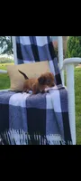 Daisy, a female Miniature Dachshund for sale in Montgomery, IN – 8 of 8