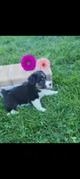 Teddy, a male Jack Russell Terrier and Rat Terrier for sale in Montgomery, IN – 3 of 3