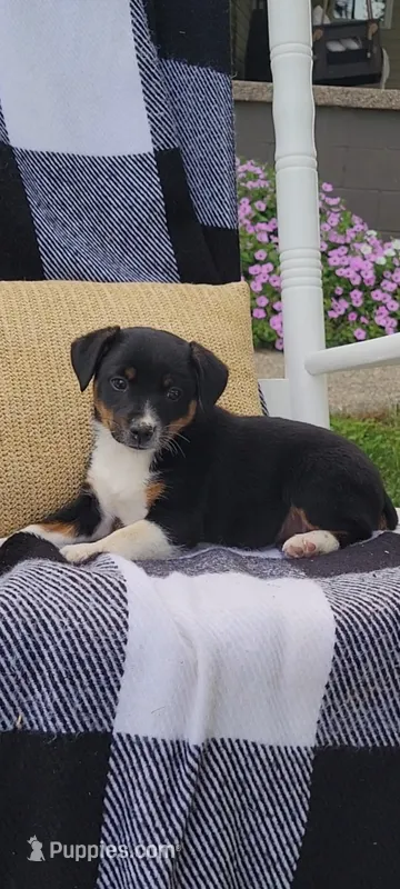 Kenny – Jack Russell Terrier, Rat Terrier puppy for sale in Montgomery, IN