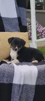 Kenny, a male Jack Russell Terrier and Rat Terrier for sale in Montgomery, IN – 1 of 7