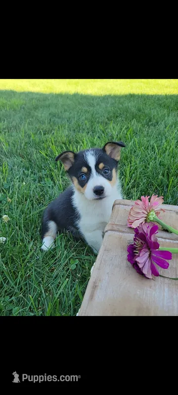 Eddie  – Cardigan Welsh Corgi, Pembroke Welsh Corgi puppy for sale in Montgomery, IN