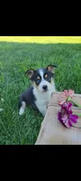 Eddie , a male Cardigan Welsh Corgi and Pembroke Welsh Corgi for sale in Montgomery, IN – 1 of 3