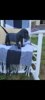 Davy, a male Rat Terrier and Labrador Retriever for sale in Montgomery, IN – 3 of 4