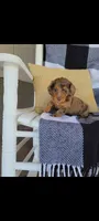 Lana, a female Miniature Dachshund for sale in Montgomery, IN – 2 of 7