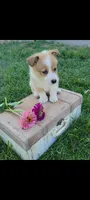 Emma, a female Cardigan Welsh Corgi and Pembroke Welsh Corgi for sale in Montgomery, IN – 3 of 3