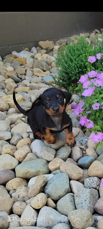 Dominic  – Miniature Dachshund puppy for sale in Montgomery, IN