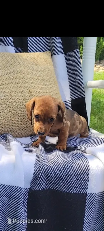 Danielle – Miniature Dachshund puppy for sale in Montgomery, IN