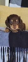 Luke , a male Miniature Dachshund for sale in Montgomery, IN – 9 of 9