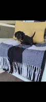 Lucy, a female Miniature Dachshund for sale in Montgomery, IN – 3 of 7