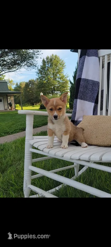Ellie – Cardigan Welsh Corgi, Pembroke Welsh Corgi puppy for sale in Montgomery, IN