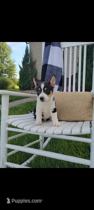 Eddie  – Cardigan Welsh Corgi, Pembroke Welsh Corgi puppy for sale in Montgomery, IN