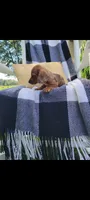 Danielle, a female Miniature Dachshund for sale in Montgomery, IN – 4 of 8