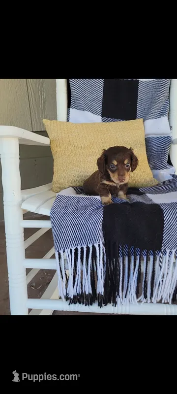 Luke  – Miniature Dachshund puppy for sale in Montgomery, IN
