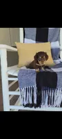 Luke , a male Miniature Dachshund for sale in Montgomery, IN – 1 of 9