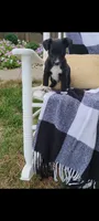 Kent, a male Jack Russell Terrier and Rat Terrier for sale in Montgomery, IN – 4 of 6